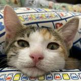 頭像