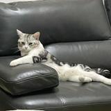 （分類：）位於 。 由 lisztching 提交（商品編號 1380322249，圖片 1）。簡介： 。