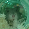 (Category: ) located in . Submitted by wilma_ (Listing ID 1470897287, Image 1). Description: .