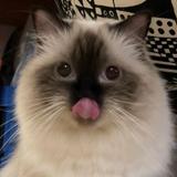 由 jackie.jash (刊登 ID 1366878601，圖片 1) 提交，位於 的 (類別：)，說明：。