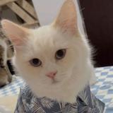 （分類：）位於 。 由 shingshing415 提交（商品編號 1234978701，圖片 1）。簡介： 。