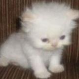 (Category: ) located in . Submitted by bing0_ (Listing ID 1381275425, Image 1). Description: .