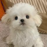 （分類：）位於 。 由 doggie_white_ 提交（商品編號 1319470917，圖片 1）。簡介： 。