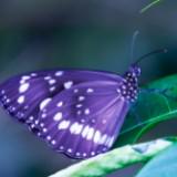 （分類：）位於 。 由 merbelle_angels 提交（商品編號 1255954856，圖片 1）。簡介： 。