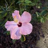 (Category: ) located in . Submitted by wispp (Listing ID 1326222460, Image 1). Description: .