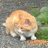 由 __yut (刊登 ID 1371287448，圖片 1) 提交，位於 的 (類別：)，說明：。