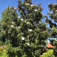 (Category: ) located in . Submitted by yennyhill (Listing ID 1361554523, Image 1). Description: .