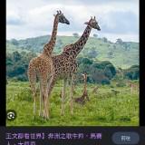 （分類：）位於 。 由 peterc271296 提交（商品編號 1255716926，圖片 1）。簡介： 。