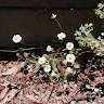 (Category: ) located in . Submitted by laurelvine (Listing ID 1107677200, Image 1). Description: .