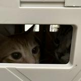 （分類：）位於 。 由 leesssshop 提交（商品編號 1358077876，圖片 1）。簡介： 。