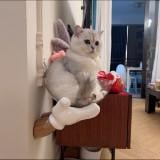 （分類：）位於 。 由 wendycybele 提交（商品編號 1310982300，圖片 1）。簡介： 。