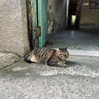 頭像