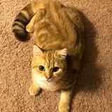 (Category: ) located in . Submitted by legenqur (Listing ID 1383182031, Image 1). Description: .
