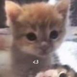 （分類：）位於 。 由 fafalvina_noob 提交（商品編號 1379307461，圖片 1）。簡介： 。