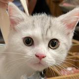 (Category: ) located in . Submitted by meowww777 (Listing ID 1345759842, Image 1). Description: .