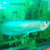 (Category: ) located in . Submitted by arowana1984 (Listing ID 1371012669, Image 1). Description: .
