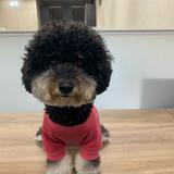 由 weilove0926 (刊登 ID 1257978452，圖片 1) 提交，位於 的 (類別：)，說明：。