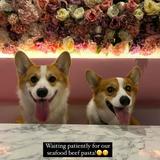 (Category: ) located in . Submitted by chichi_the_corgi (Listing ID 1373666104, Image 1). Description: .