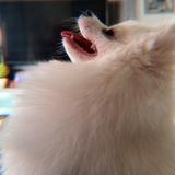 (Category: ) located in . Submitted by agneskoh_ (Listing ID 1370128202, Image 1). Description: .