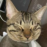 由 lllljjj2117 (刊登 ID 1259248032，圖片 1) 提交，位於 的 (類別：)，說明：。
