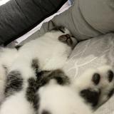 由 peggybomb (刊登 ID 1379750274，圖片 1) 提交，位於 的 (類別：)，說明：。