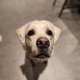 (Category: ) located in . Submitted by pawsomely_yours (Listing ID 1248438357, Image 1). Description: .