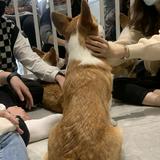 由 rita9977777 (刊登 ID 1384204304，圖片 1) 提交，位於 的 (類別：)，說明：。