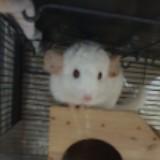 (Category: ) located in . Submitted by sweetcorn (Listing ID 1379181235, Image 1). Description: .