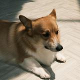 (Category: ) located in . Submitted by strixz (Listing ID 1380588254, Image 1). Description: .
