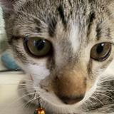 (Category: ) located in . Submitted by declutter.crempofs (Listing ID 1373405753, Image 1). Description: .