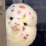 由 jellyfishguagua (刊登 ID 1380330052，圖片 1) 提交，位於 的 (類別：)，說明：。