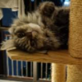 (Category: ) located in . Submitted by hamsikitty (Listing ID 1378991630, Image 1). Description: .