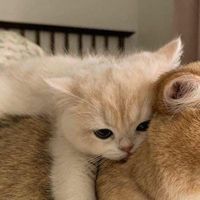 由 lin26896313942 (刊登 ID 1384926037，圖片 1) 提交，位於 的 (類別：)，說明：。