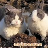 由 alina0603qq (刊登 ID 1386120217，圖片 1) 提交，位於 的 (類別：)，說明：。