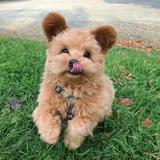 (分類:)位於 。 由 youaremyuniverse_0526 提交(商品編號 1453273458,圖片 1)。簡介: 。