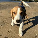 （分類：）位於 。 由 pawsome810 提交（商品編號 1222827179，圖片 1）。簡介： 。