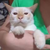 (Category: ) located in . Submitted by furbous (Listing ID 1360508532, Image 1). Description: .