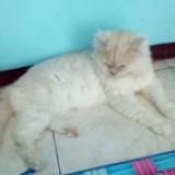 (Kategori: ) berada di . Dikirim oleh rinnlovyy (ID iklan 1363213098, Gambar 1). Deskripsi: .