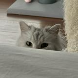 (Category: ) located in . Submitted by smileybeans (Listing ID 1383735126, Image 1). Description: .