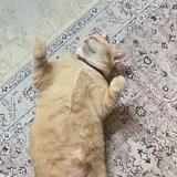 (Category: ) located in . Submitted by aminahalatiff (Listing ID 1386048490, Image 1). Description: .