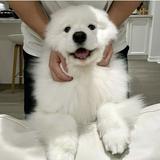 由 elizabearr (刊登 ID 1366608712，圖片 1) 提交，位於 的 (類別：)，說明：。
