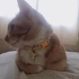(Category: ) located in . Submitted by meowyhome (Listing ID 1250894432, Image 1). Description: .