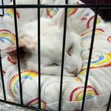 (Category: ) located in . Submitted by matkitty (Listing ID 1456007308, Image 1). Description: .