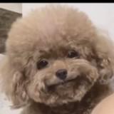 (Category: ) located in . Submitted by chenyangyang1912 (Listing ID 1376957749, Image 1). Description: .