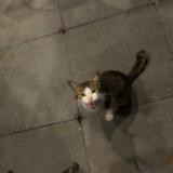 (Category: ) located in . Submitted by diedoncrocs (Listing ID 1267452618, Image 1). Description: .