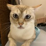（分類：）位於 。 由 mjikmjik 提交（商品編號 1384420713，圖片 1）。簡介： 。