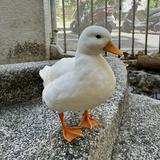 （分類：）位於 。 由 yuikittttt 提交（商品編號 1382053977，圖片 1）。簡介： 。