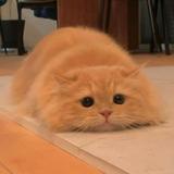 (Category: ) located in . Submitted by c.kaii (Listing ID 1313517664, Image 1). Description: .