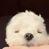 （分類：）位於 。 由 bestwishes_toyou 提交（商品編號 1345894631，圖片 1）。簡介： 。