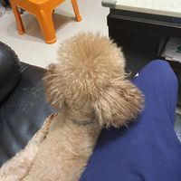 （分類：）位於 。 由 timmy_j 提交（商品編號 1381711518，圖片 1）。簡介： 。